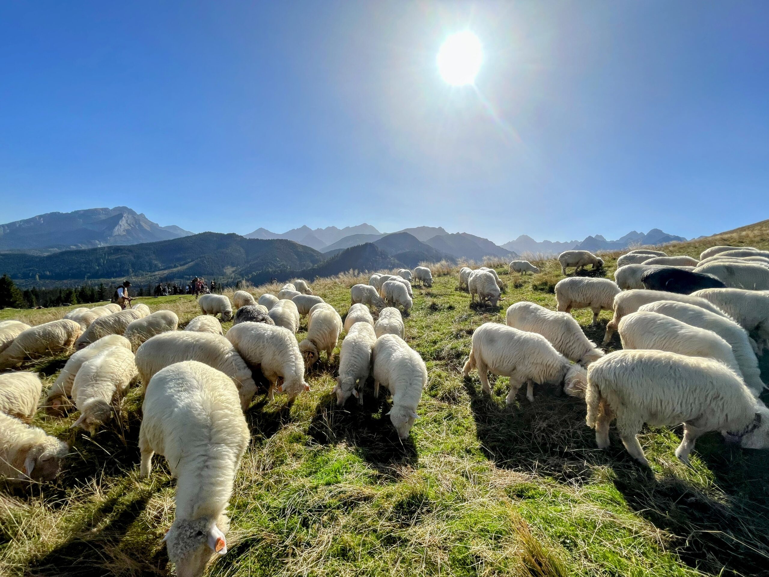 Sheep grazing at Rusinowa Polana